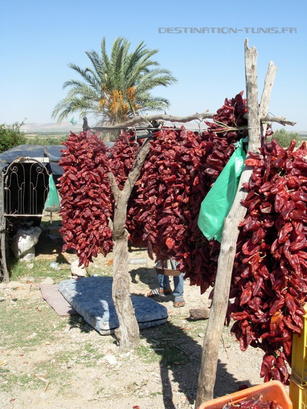 Sechage-des-piments-rouges